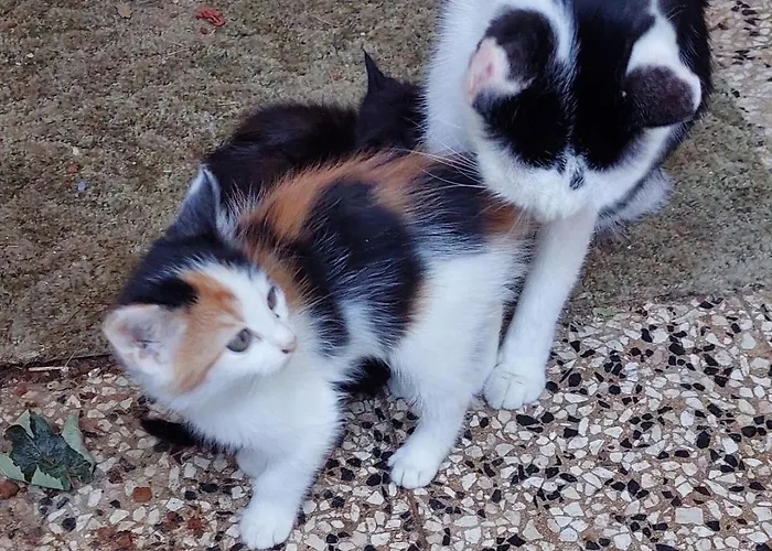 Turmkeller غريسكيرخين