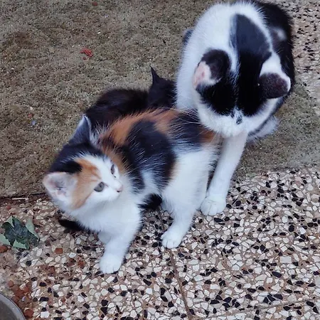 Turmkeller Грискирхен