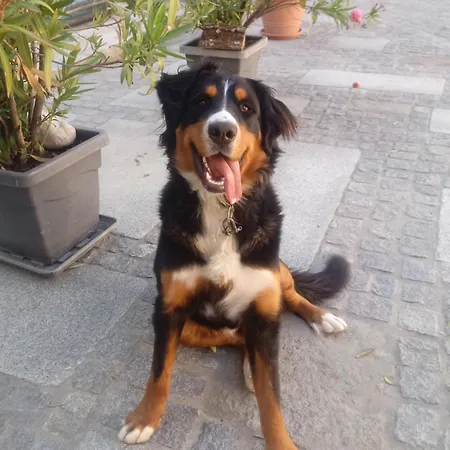 Апартаменты Turmkeller Грискирхен