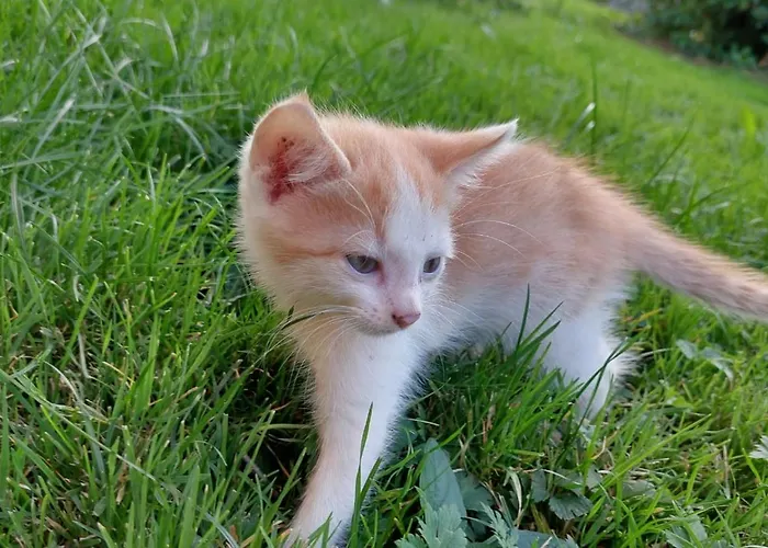 Turmkeller Lejlighed *