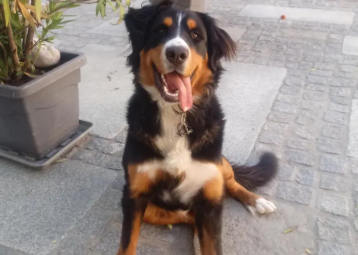 Lejlighed Turmkeller Grieskirchen